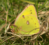 Clouded Yellow